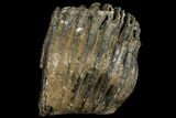 Partial Southern Mammoth Molar - Hungary #111855-3